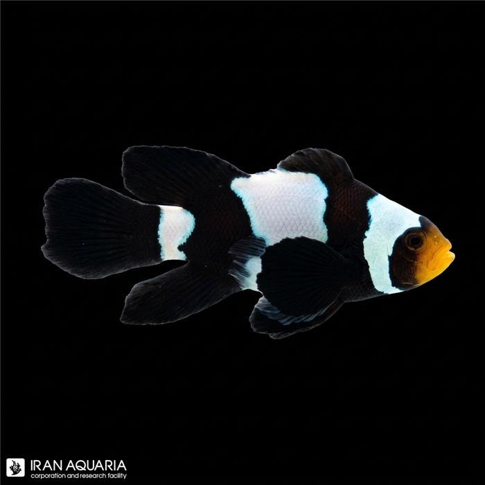دلقک ماهی بلک اسنوفلیک باله بلند وارداتی (black snowflake clownfish Long fin)