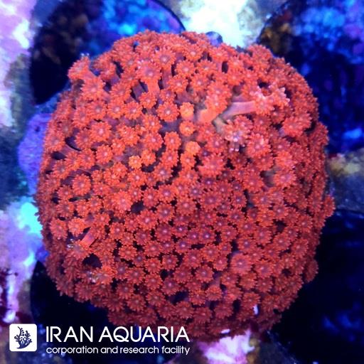 گانیوپورا -(Goniopra)