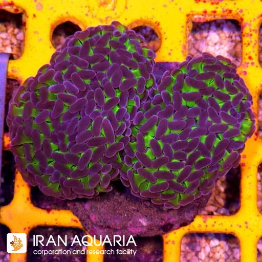وال همر سبز بنفش ( Hammer Coral )