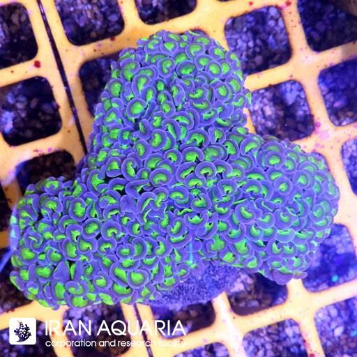 وال همر سبز بنفش ( Hammer Coral )