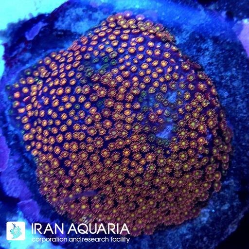 گانیوپورا  ( Goniopora )