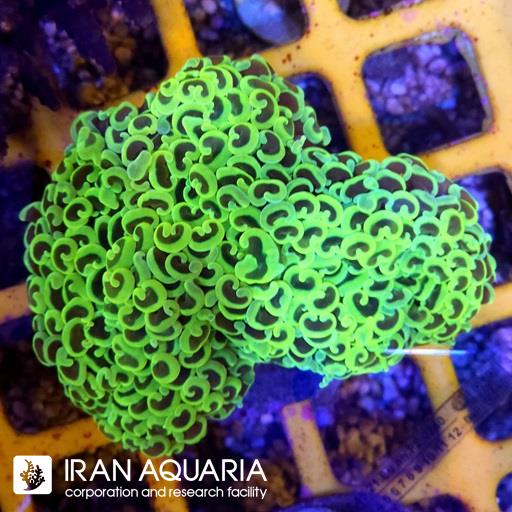 وال همر سبز فسفری متالیک ( Hammer Coral )