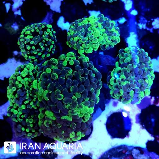 برنچینگ پرل همر هیبرید ( Branching Hammer ) - تخفیف ویژه