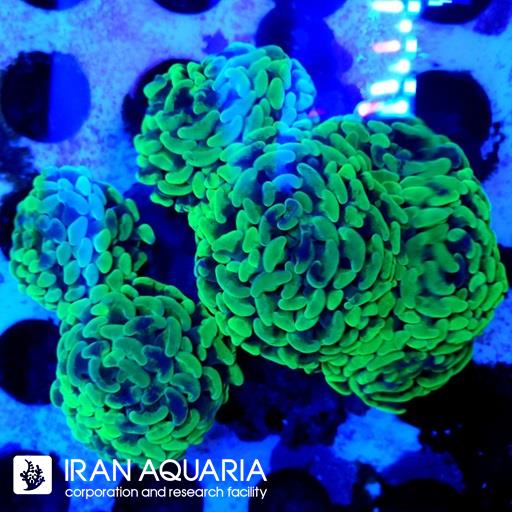 برنچینگ همر پرل هیبرید( Branching Hammer )