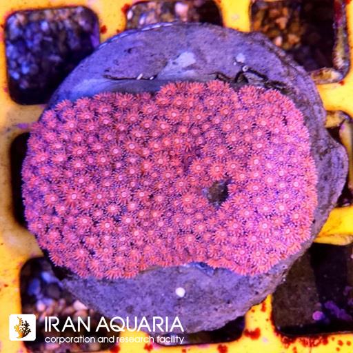 گانیوپورا -(Goniopra)