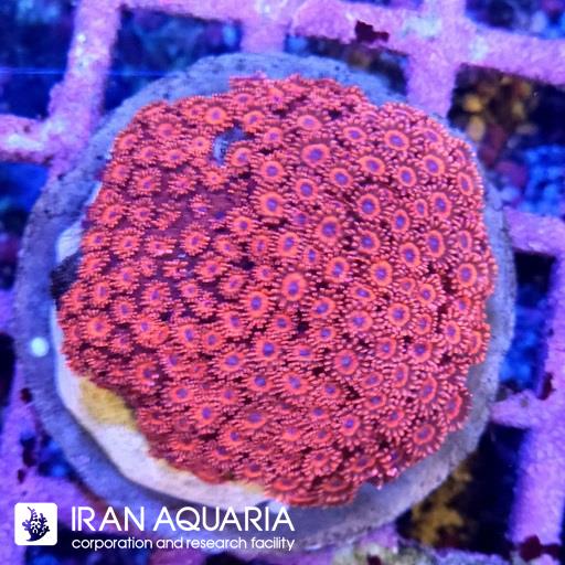  گانیوپورا ( Goniopra )