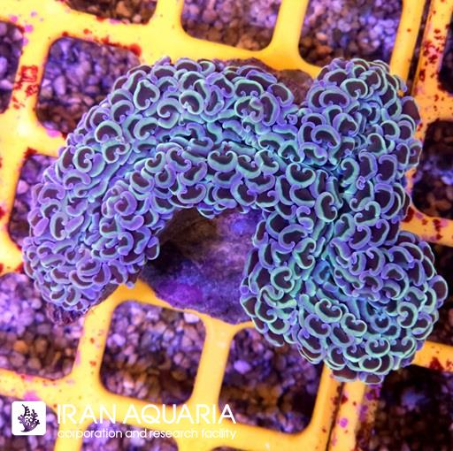 وال همر رینبو ( Hammer Coral )