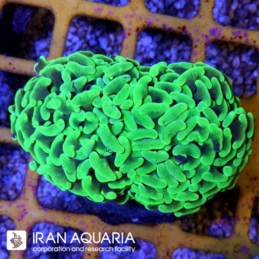 وال همر سبز فسفری متالیک ( Hammer Coral )
