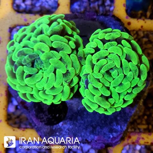 برنچینگ همر سوپر هیبرید( Branching Hammer )