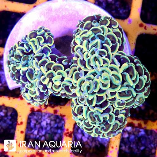وال همر لیمویی نوک بنفش ( Hammer Coral )