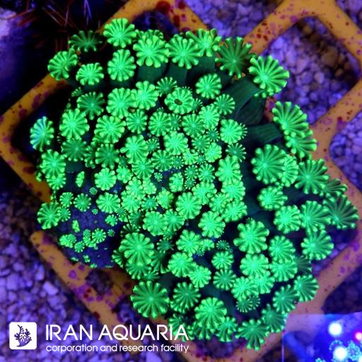 گانیوپورا ( Goniopra )