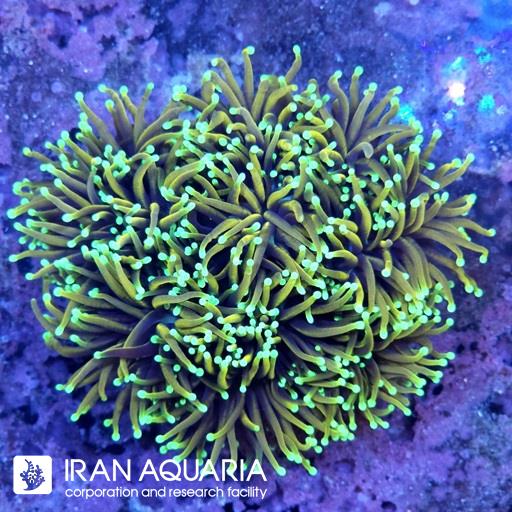تورچ متالیک گلد ( Torch Coral )
