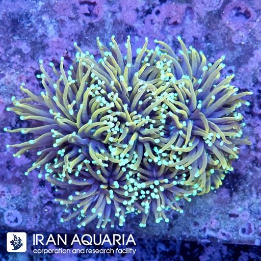 تورچ هل فایر ( Torch Coral )