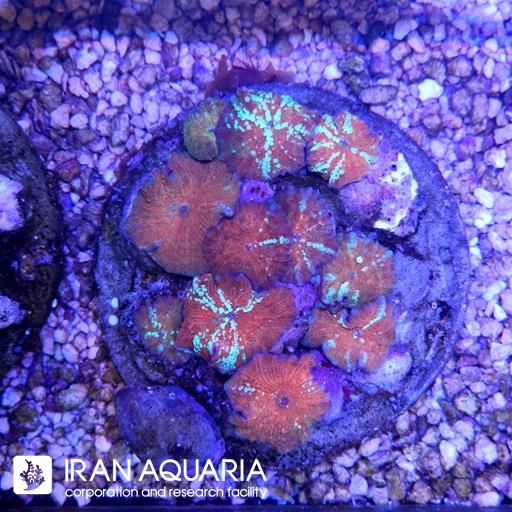 ماشروم دیسکوسوما قرمز حباب آبی ( Discosoma )