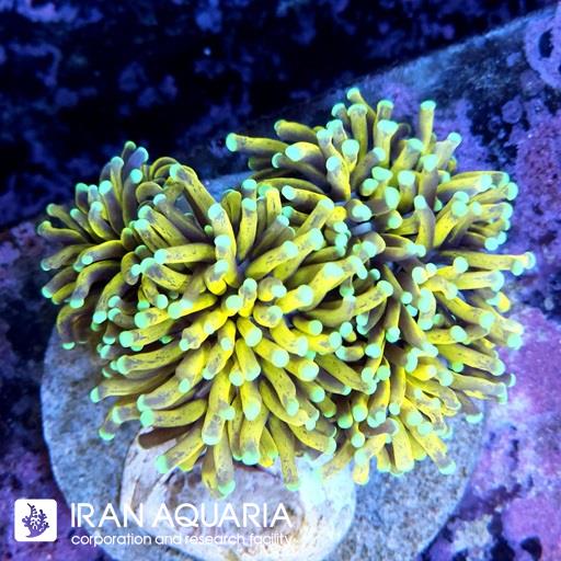 تورچ تایگر زرد ( Torch Coral )