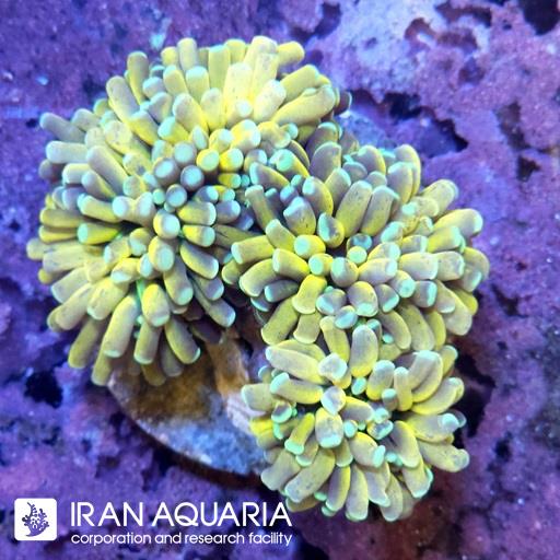 تورچ تایگر زرد ( Torch Coral )