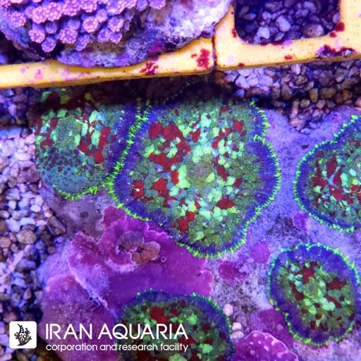 ماشروم روداکتیس  خال قرمز ( Rhodactis )