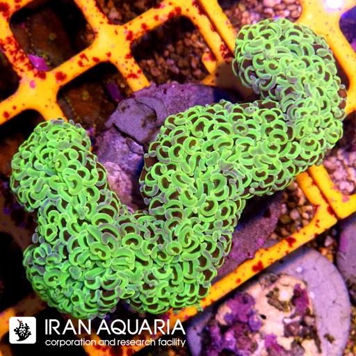 وال همر سبز فسفری متالیک ( Hammer Coral )