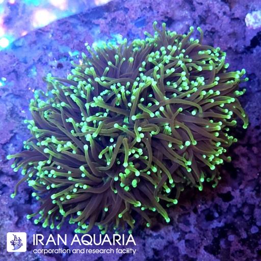 تورچ دراگون سول ( Torch Coral )