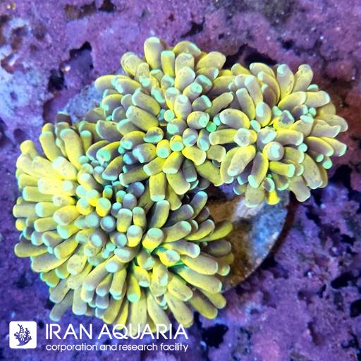 تورچ تایگر زرد ( Torch Coral )