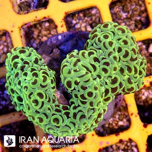 وال همر لیمویی نوک بنفش ( Hammer Coral )