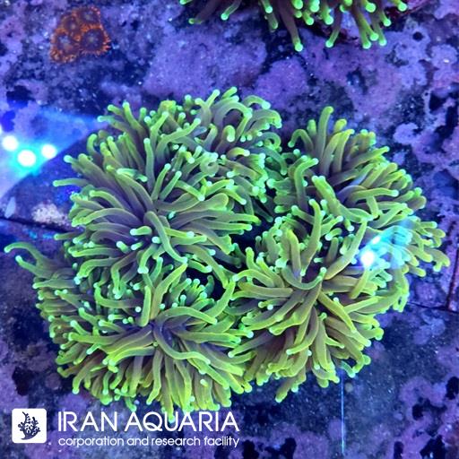 تورچ هل فایر ( Torch Coral )