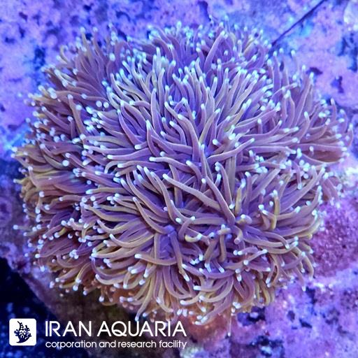 تورچ نیو یورک نیکز( New York Knicks Torch )