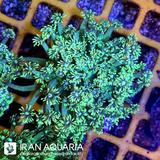 گانیوپورا ( Goniopra )