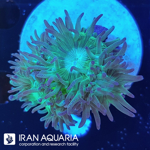 دانکن استرالیایی  ( Dncan coral )