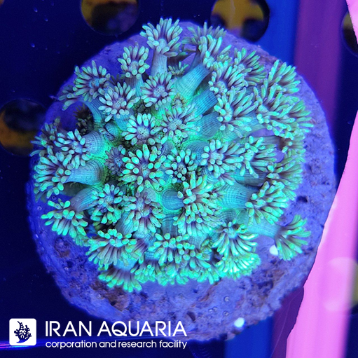 گانیوپورا سبز ( Green Goniopra )