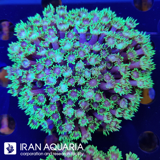 گانیوپورا سبز بنفش ( Green Goniopra )