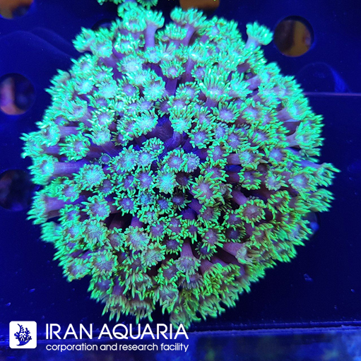 گانیوپورا سبز بنفش  ( Green Goniopra )