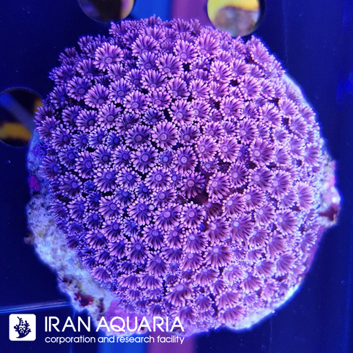 گانیوپورا بنفش ( Goniopra )