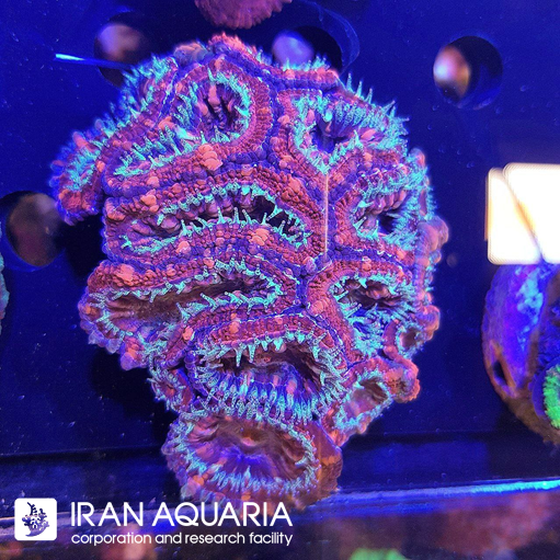 ایکن لرد ( Acanlord )