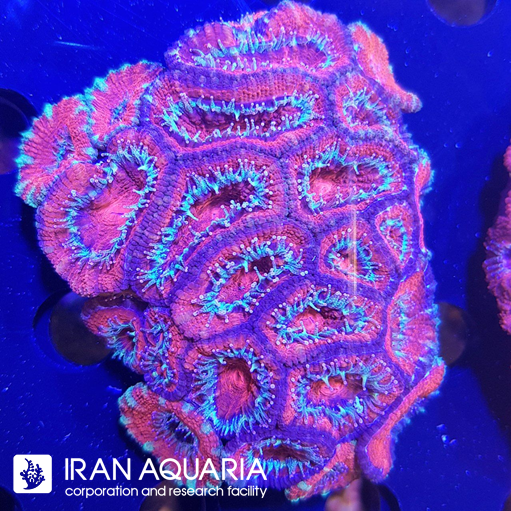 ایکن لرد ( Acanlord )