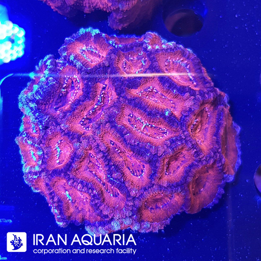 ایکن لرد  ( Acanlord )