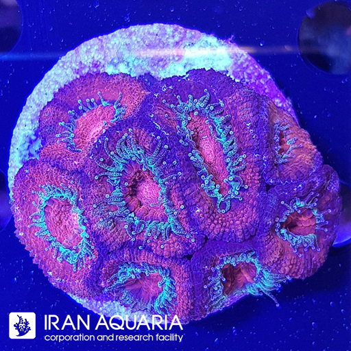 ایکن لرد ( Acanlord )