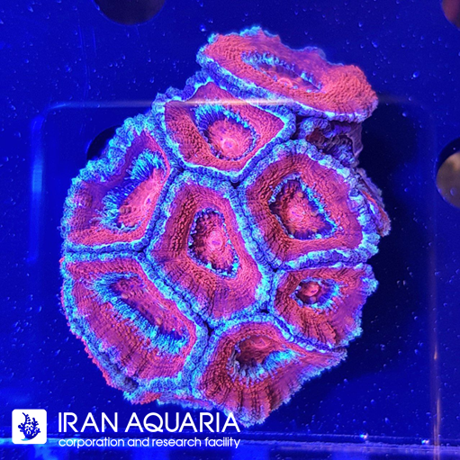 ایکن لرد ( Acanlord )