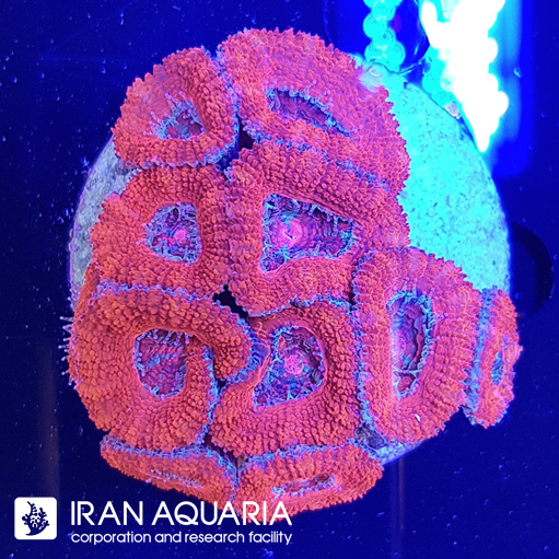 ایکن لرد ( Acanlord )