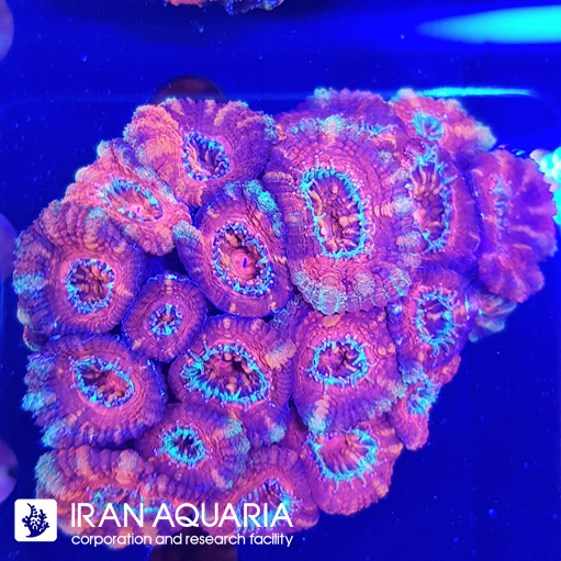 ایکن لرد ( Acanlord )