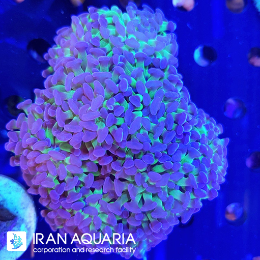 برنچینگ همر سبز بنفش ( Branching Hammer )