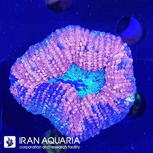 لوبو برین استرالیایی ( Lobo Brain )