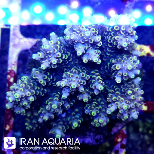 آکروپورا (ACROPORA)