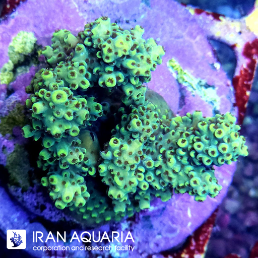 آکروپورا (ACROPORA)