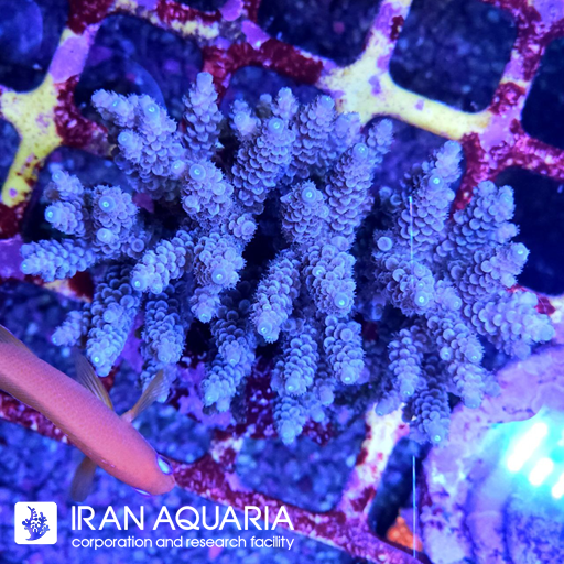 آکروپورا (ACROPORA)