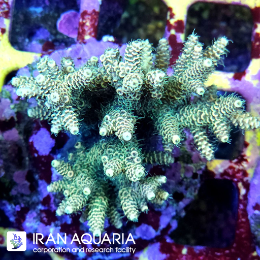 آکروپورا (ACROPORA)