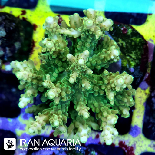 آکروپورا (ACROPORA)