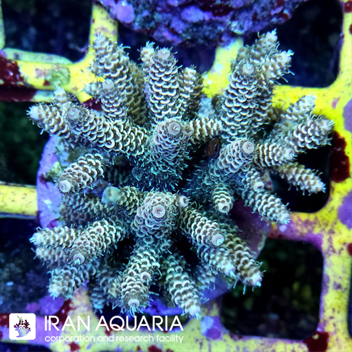 آکروپورا (ACROPORA)