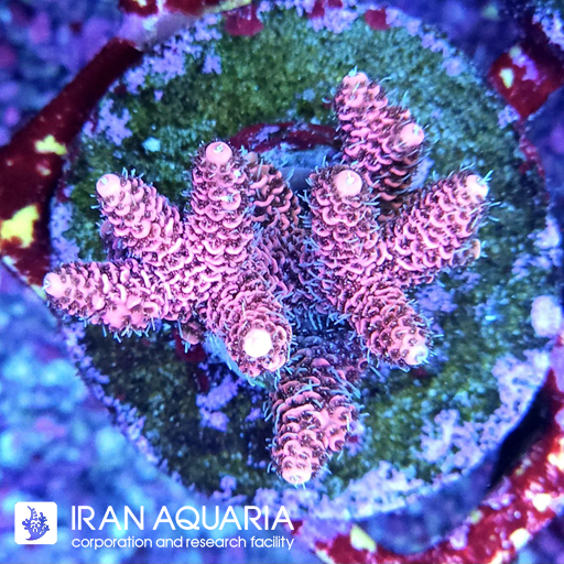 آکروپورا (ACROPORA)
