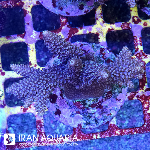آکروپورا (ACROPORA)